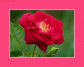 beta blockers in coronary artery disease image drugs images